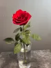 Роза красная 70 см.