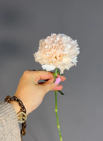 Диантус кремовый от интернет-магазина цветов в 