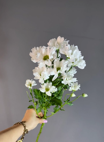 Хризантема кустовая «Бакарди» от интернет-магазина цветов в 