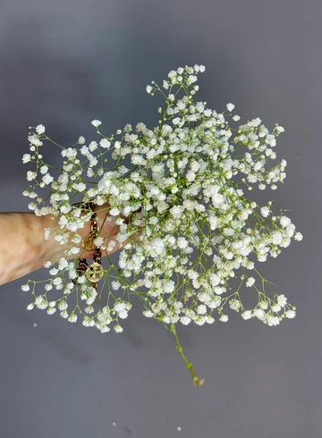 Гипсофила белая от интернет-магазина цветов в 