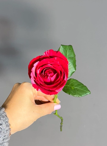 Роза мраморная от интернет-магазина цветов в 