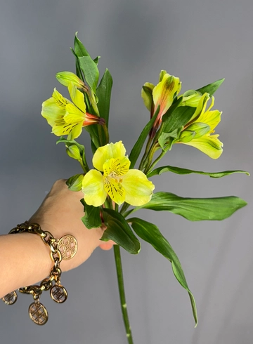 Альстромерия * от интернет-магазина цветов в 