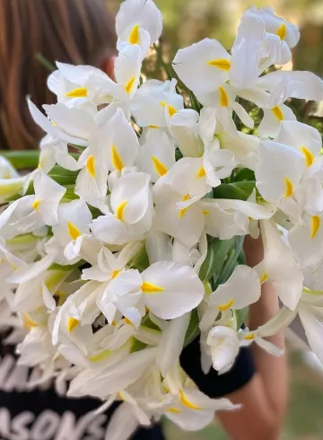 Ирисы белые от интернет-магазина цветов в 