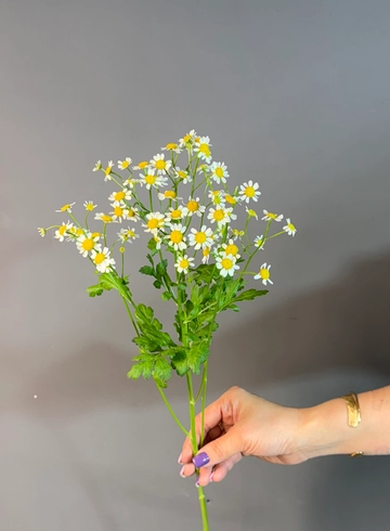 Танацетум кустовой от интернет-магазина цветов в 