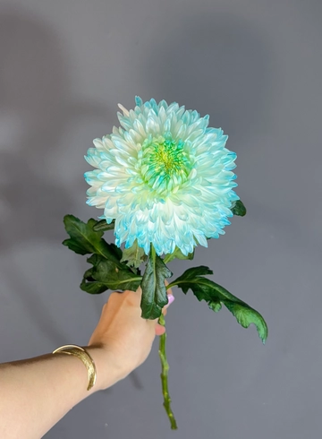 Хризантема одноголовая от интернет-магазина цветов в 