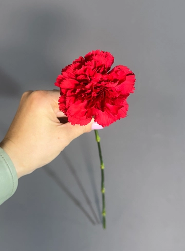 Гвоздика красная от интернет-магазина цветов в 