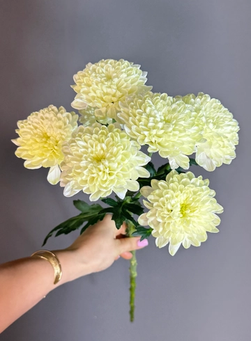 Хризантема кустовая ( крашенная ) от интернет-магазина цветов в 