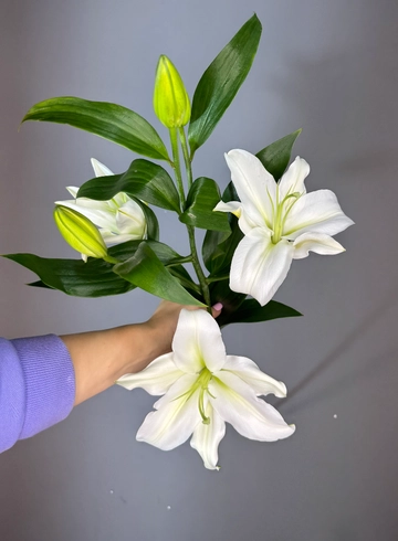 Лилия от интернет-магазина цветов в 