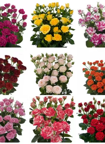 Кустовая роза микс  от интернет-магазина цветов в 