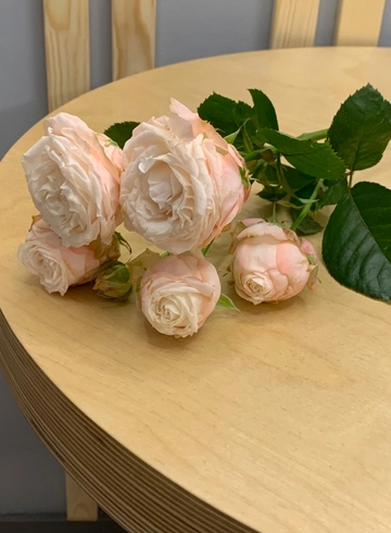 Кустовая пионовидная роза «Бомбастик» от интернет-магазина цветов в 