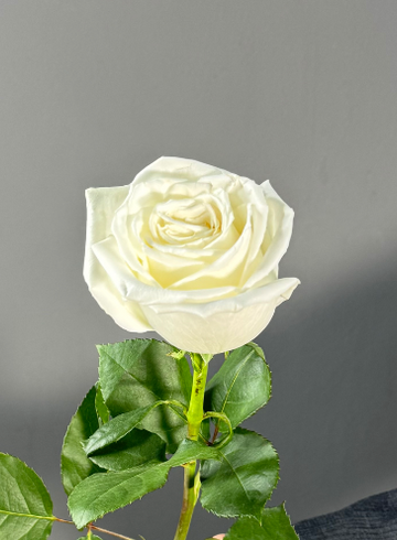 Белые  пионовидные розы 70 см. от интернет-магазина цветов в 