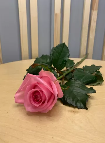 Роза &laquo;Ревивал&raquo; 50 см  от интернет-магазина цветов в 