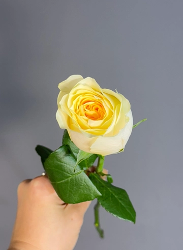 Роза лимонного оттенка от интернет-магазина цветов в 