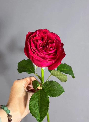 Роза бордовая пионовидная  от интернет-магазина цветов в 