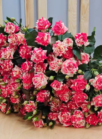 15 кустовых роз 70 см. от интернет-магазина цветов в 